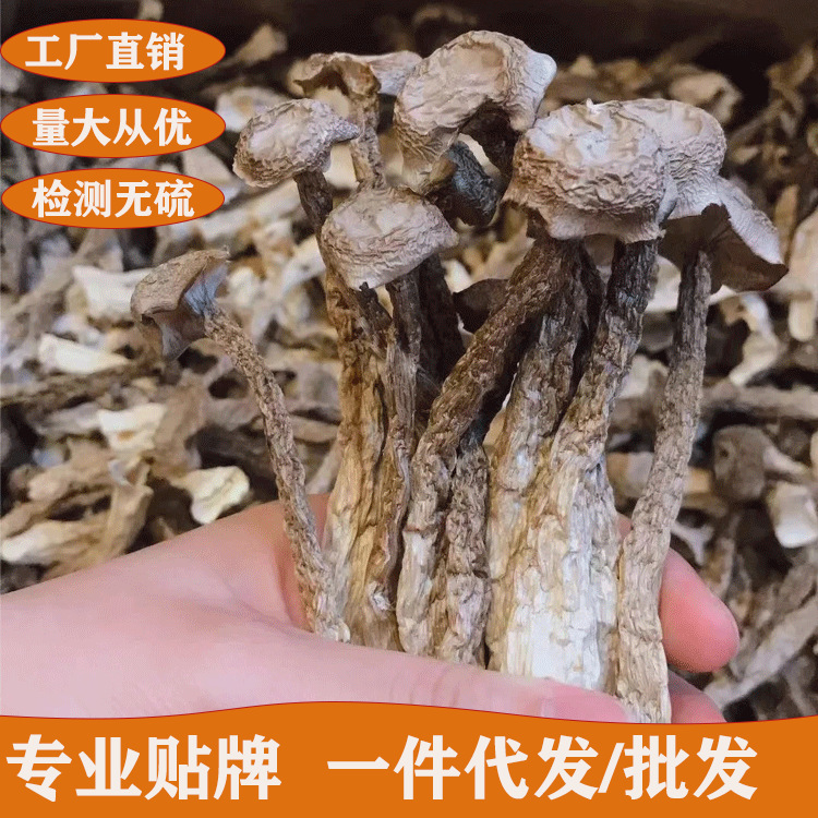 鹿茸菇干食用菌菇脆脆菇干货